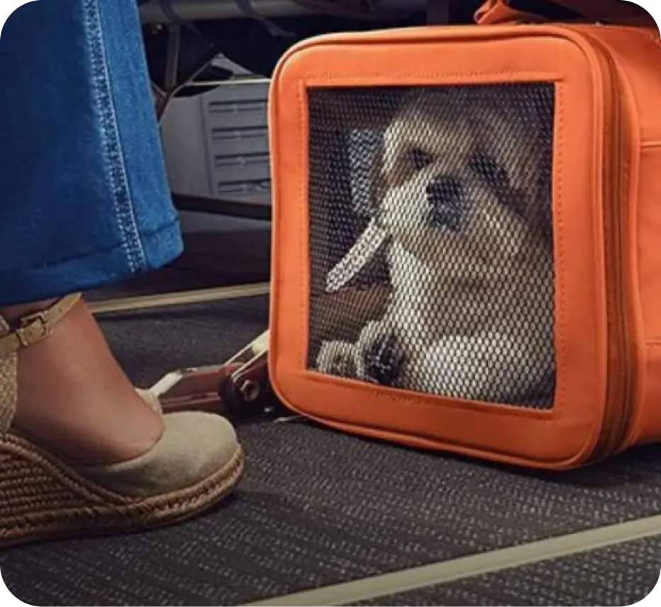 Pet Viajante